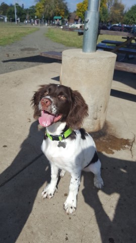 5 months old English Springer Spaniel male for sale.