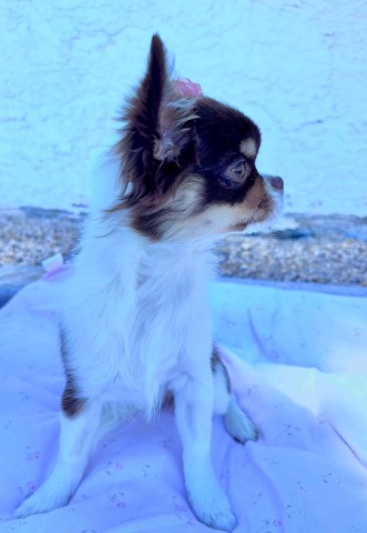 AKC Long Coat Chihuahua Female   Charlie's Pups
