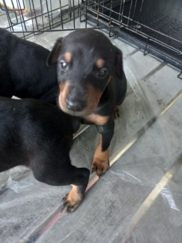 Doberman Pinscher puppy for sale + 65149