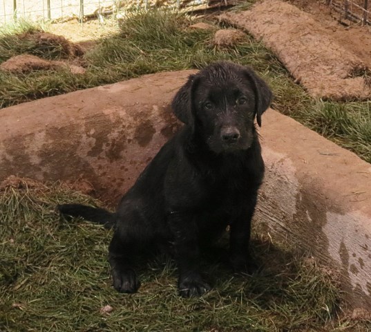 Black Labrador Puppies