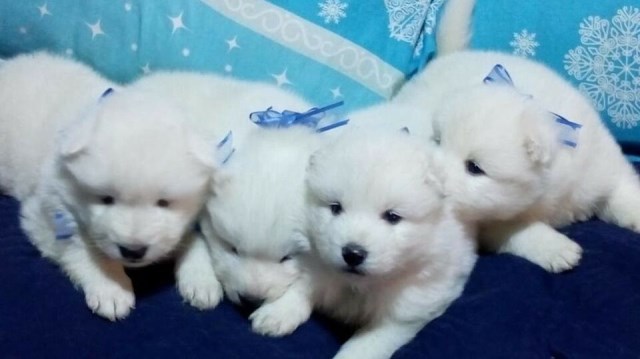 Wellbred quality looks Samoyed Puppies