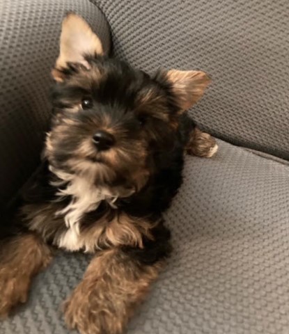 Yorkshire Terrier Female Puppy Available