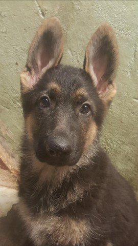 Purebred German Shepherd Puppies