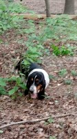 AKC BASSET HOUND,  ADULT Female, 3.5 yrs old Basset Hound for sale/adoption