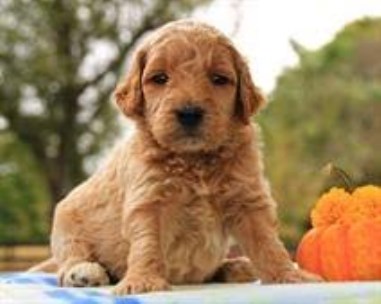 Goldendoodle Puppies Ready For Christmas