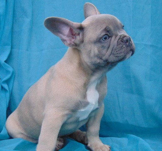 French Bulldog puppy for sale + 47542