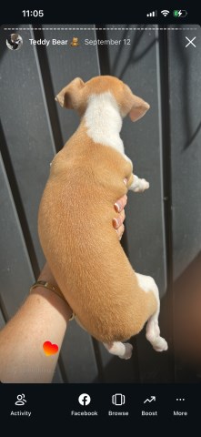 Italian Greyhound puppy for sale + 67270
