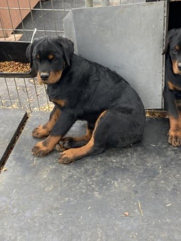 Rottweiler puppy for sale + 64278
