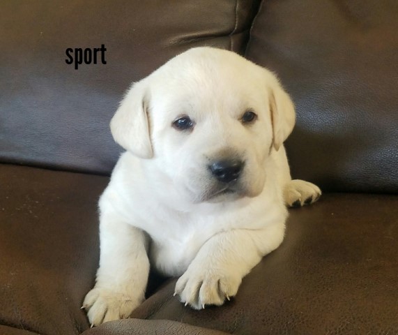 Labrador Retriever puppy for sale + 60196