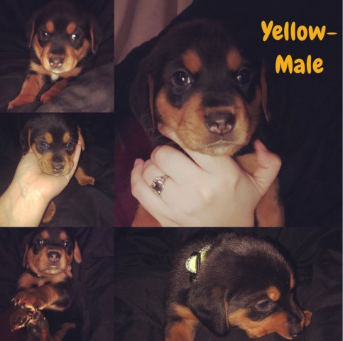 Rottweiler puppy for sale + 55725