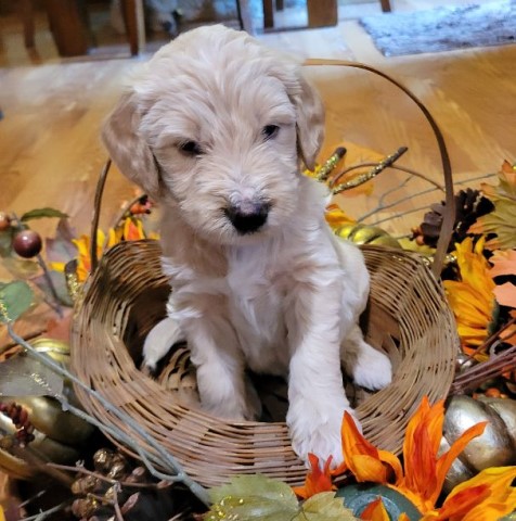 Casey, A Goldendoodle Ready to Love!  ***SALE*** OCT. 14 - 16, 2022 $400.00 OFF