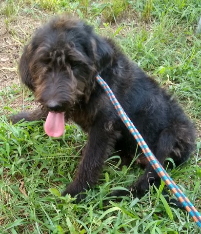 F1 Labradoodle puppy