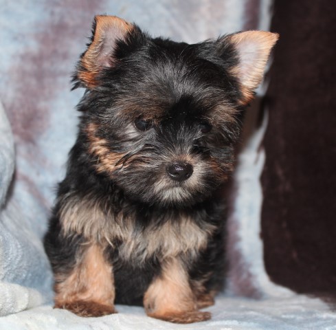 Yorkshire Terrier puppy for sale + 63431