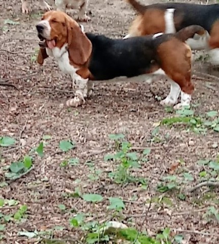 AKC Basset Hound Puppy in NC - Available Now - Male - $800