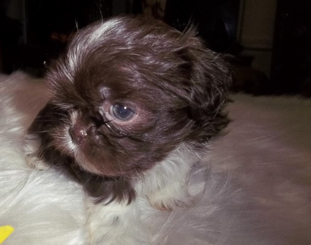 Imperial Shihtzu Puppy  Full AKC