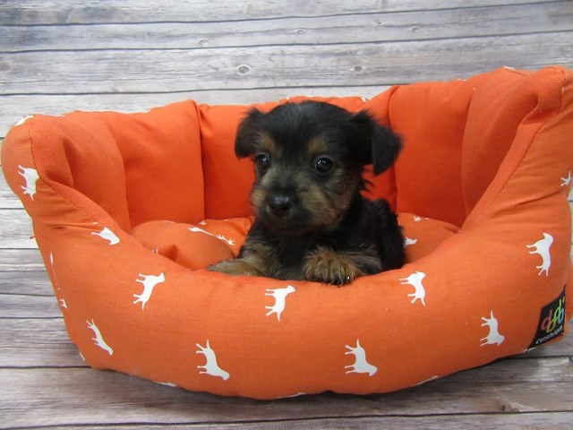 Yorkshire Terrier puppy for sale + 47807