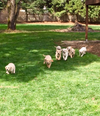 AKC Field Champion Bloodline Yellow Labs