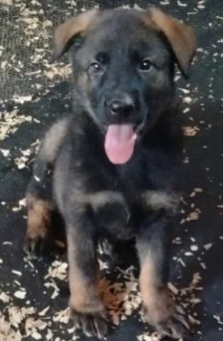 AKC GERMAN SHEPHERD PUPPIES CHAMPION LINES!!!!