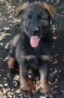 AKC GERMAN SHEPHERD PUPPIES CHAMPION LINES!!!! German Shepherd Dog for sale/adoption