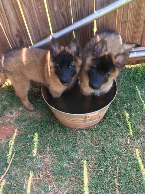 Belgian Tervuren Puppies for sale.