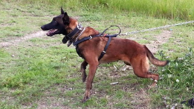 Malinois puppy for sale + 50446