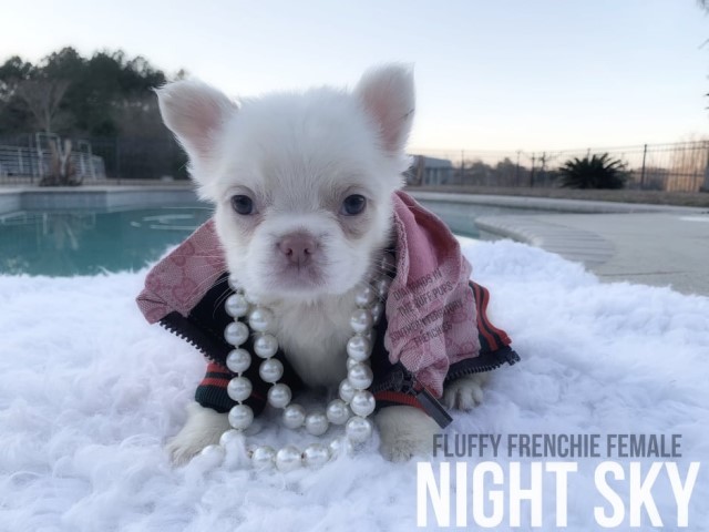 Night Sky - Testable Chocolate Merle VISUAL FLUFFY French Bulldog