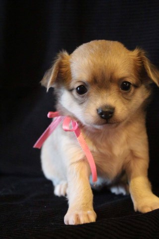 Nilla long coat chihuahua