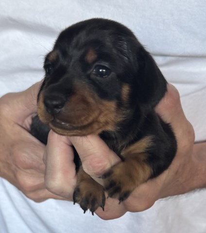 Dachshund puppy for sale + 66934