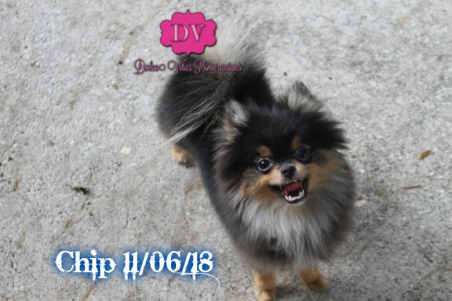 AKC Tiny Male Pomeranian