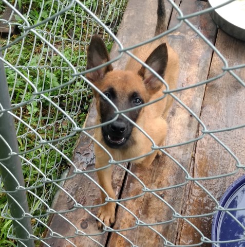 Malinois and Dutch Shepherds cross