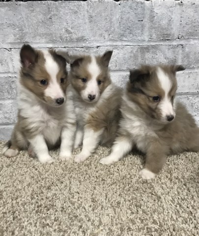 Sheltie Puppies (miniature collies)