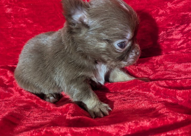Chihuahua puppy for sale + 66982