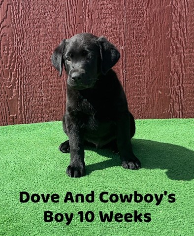 Labrador Retriever puppy for sale + 64675
