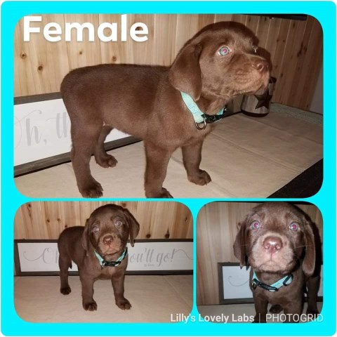 AKC Labrador puppies (4 females available)