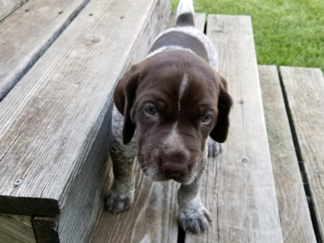 German Shorthaired Pointer Puppies