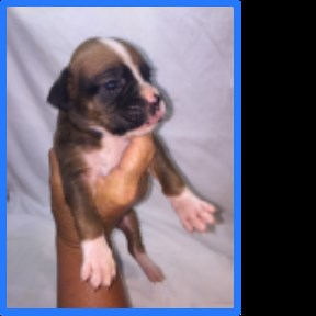 Boxer puppy for sale + 53170