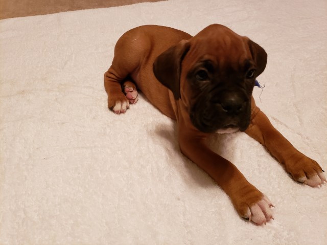 Boxer puppy dog for sale in Stanton, Texas