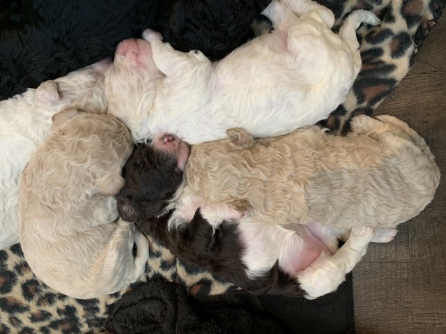 Goldendoodle puppy for sale + 59028