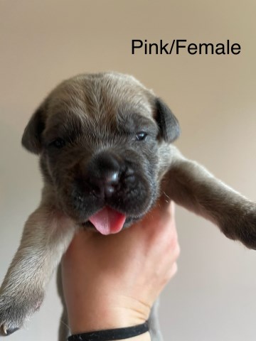 Cane Corso puppy for sale + 66713