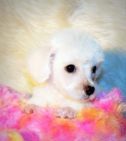 Toy female Poodle