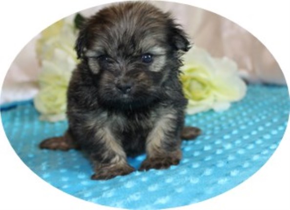 Mi Ki puppy for sale + 53057