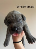 ICCF Cane Corso Puppies Cane Corso for sale/adoption