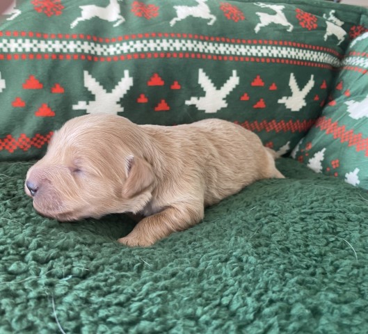 English Cream Mini Goldendoodles | creamydoodles.com