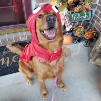 Dark red golden retriever puppies Golden Retriever for sale/adoption