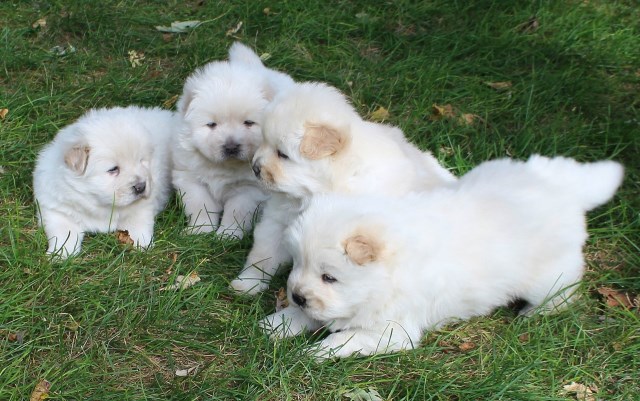 Cream/whitw chow chows for sale.