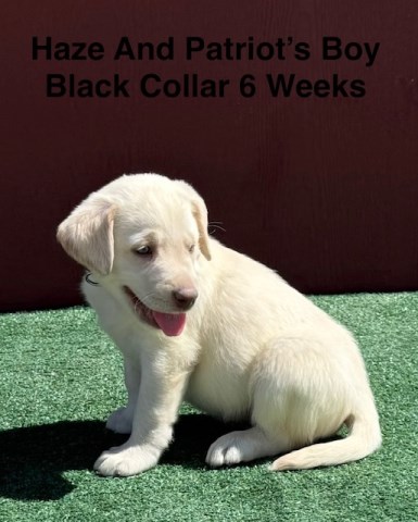 Labrador Retriever puppy for sale + 67151