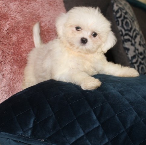 Mi Ki puppy for sale + 61646