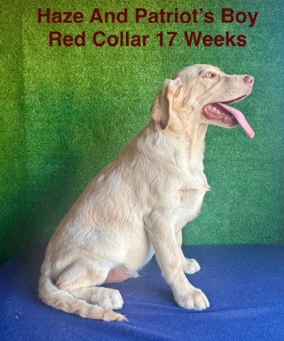 Labrador Retriever puppy for sale + 66229
