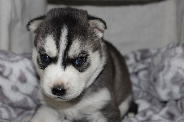 Siberian Husky puppy for sale + 50306