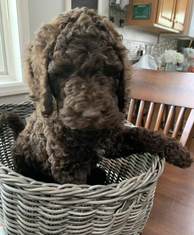 Goldendoodle puppy for sale + 64783
